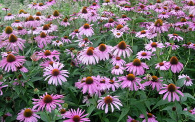 ECHINACEA, ESTIMULANTE INMUNITARIO NATURAL