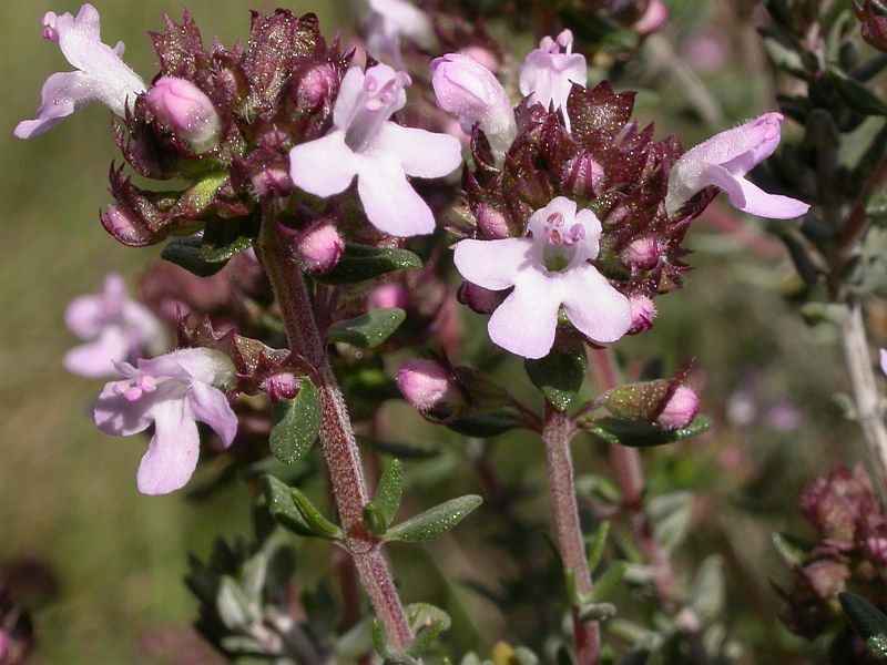 EZKAIA  (Thymus vulgaris)